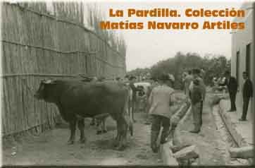 La Pardilla. Colección Matías Navarro Artiles